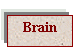 Brain